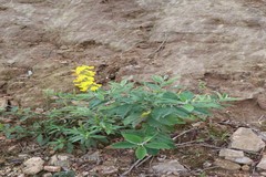 Crotalaria semperflorens